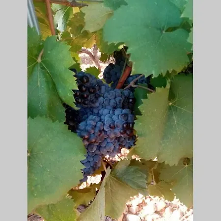 Apartment T2 Au Coeur Des Vignes